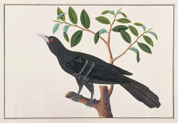 Koel, aus Zeichnungen von Vögeln aus Malakka, ca. 1805-18